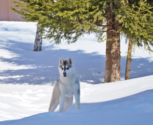 Zdjęcie №3. Hodowla „Northern Shadow” oferuje na sprzedaż wysokiej jakości szczeniaki Husky. Federacja Rosyjska