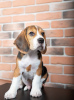 Zdjęcie №2 do zapowiedźy № 103667 na sprzedaż  beagle (rasa psa) - wkupić się Niemcy prywatne ogłoszenie