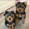 Zdjęcie №1. yorkshire terrier - na sprzedaż w Helsinki | negocjowane | Zapowiedź №52165