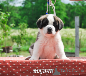 Zdjęcie №2 do zapowiedźy № 7210 na sprzedaż  bernardyn (rasa psa) - wkupić się Białoruś od żłobka