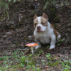 Zdjęcie №1. american bully - na sprzedaż w Petersburg | 4125zł | Zapowiedź №115983