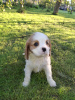 Dodatkowe zdjęcia: Idealne szczenięta Cavalier King Charles Spaniel.