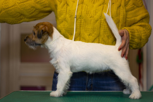 Zdjęcie №3. Szczeniak Jack Russell Terrier. Białoruś