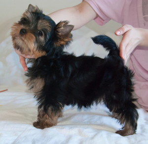 Dodatkowe zdjęcia: Szczenięta Yorkshire Terrier