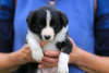 Zdjęcie №3. Urocze szczenięta Border Collie do bezpłatnej adopcji. Niemcy