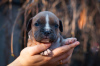 Zdjęcie №3. Szczenięta rasy American Staffordshire Terrier. Ukraina
