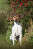 Zdjęcie №3. Brazilian terrier puppies. Polska