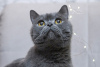 Zdjęcie №1. kot brytyjski krótkowłosy - na sprzedaż w Москва | Bezpłatny | Zapowiedź № 98340