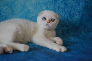 Dodatkowe zdjęcia: Szkocki kot rzadkiego koloru