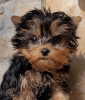 Zdjęcie №4. Sprzedam yorkshire terrier w Гамбург. prywatne ogłoszenie - cena - 1070zł