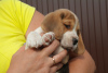 Zdjęcie №1. beagle (rasa psa) - na sprzedaż w Briańsk | negocjowane | Zapowiedź №7724
