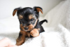 Zdjęcie №1. yorkshire terrier - na sprzedaż w Gelsenkirchen | 1674zł | Zapowiedź №95817