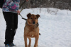 Zdjęcie №2 do zapowiedźy № 79913 na sprzedaż  pies nierasowy - wkupić się Federacja Rosyjska prywatne ogłoszenie