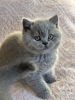 Zdjęcie №2 do zapowiedźy № 89441 na sprzedaż  kot brytyjski krótkowłosy - wkupić się Niemcy od żłobka, hodowca