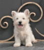 Dodatkowe zdjęcia: suczka szczeniaka west highland white terrier