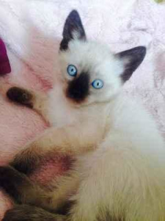 Zdjęcie №2 do zapowiedźy № 889 na sprzedaż  kot syjamski - wkupić się Federacja Rosyjska prywatne ogłoszenie