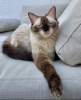 Zdjęcie №2 do zapowiedźy № 105191 na sprzedaż  kot syjamski - wkupić się Niemcy prywatne ogłoszenie, hodowca