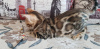 Zdjęcie №4. Sprzedam kot bengalski w Kirov. od żłobka - cena - 1240zł