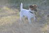 Zdjęcie №3. Sprzedam szczenięta Jack Russell Terrier. Ukraina