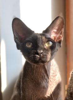 Zdjęcie №1. devon rex - na sprzedaż w Charków | 1514zł | Zapowiedź № 5718