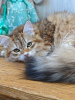 Zdjęcie №3. Kot syberyjski. Federacja Rosyjska