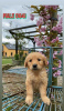 Zdjęcie №1. golden retriever - na sprzedaż w Orange Beach | 1188zł | Zapowiedź №51094