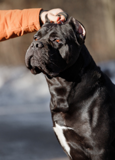 Zdjęcie №3. Dog Cane Corso do dziania w Litwa. Zapowiedź № 3279