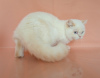 Zdjęcie №2 do zapowiedźy № 13628 na sprzedaż  kot brytyjski krótkowłosy - wkupić się Federacja Rosyjska od żłobka