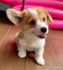 Zdjęcie №1. welsh corgi - na sprzedaż w Helsinki | negocjowane | Zapowiedź №99705