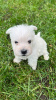 Dodatkowe zdjęcia: Szczenięta West Highland White Terrier