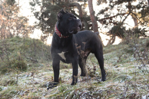 Zdjęcie №4. Krycia cane corso w Litwa. Zapowiedź № 3279