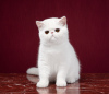Zdjęcie №1. kot egzotyczny - na sprzedaż w Nowosybirsk | negocjowane | Zapowiedź № 41775