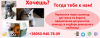 Zdjęcie №2. Usługi dostawy i transportu kotów i psów w Ukraina. Price - negocjowane. Zapowiedź № 8905