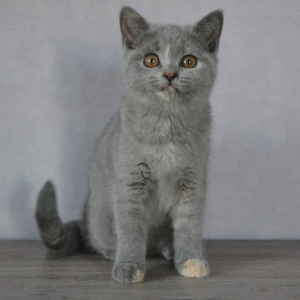 Zdjęcie №4. Sprzedam kot brytyjski krótkowłosy w Mińsk. od żłobka - cena - 1096zł