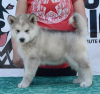 Zdjęcie №4. Sprzedam alaskan malamute w Uzdin.  - cena - negocjowane