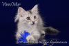 Zdjęcie №2 do zapowiedźy № 68533 na sprzedaż  kot syberyjski - wkupić się Federacja Rosyjska od żłobka