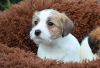 Zdjęcie №4. Sprzedam jack russell terrier w Chersoniu. prywatne ogłoszenie - cena - negocjowane