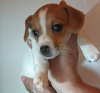 Zdjęcie №1. jack russell terrier - na sprzedaż w Karlovy Vary | negocjowane | Zapowiedź №96527