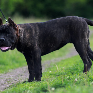 Zdjęcie №4. Sprzedam cane corso w Donieck. prywatne ogłoszenie, od żłobka - cena - negocjowane