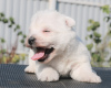 Dodatkowe zdjęcia: Szczenięta rasy West Highland White Terrier, dziewczynki