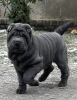 Zdjęcie №1. shar pei - na sprzedaż w Gorzów Wielkopolski | 5023zł | Zapowiedź №88677