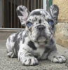 Dodatkowe zdjęcia: Wunderschöne Welpen der französischen Bulldogge stehen zur Adopcja zur Verfügung