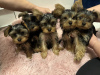 Zdjęcie №1. yorkshire terrier - na sprzedaż w Антверпен | 628zł | Zapowiedź №123529