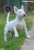 Dodatkowe zdjęcia: Szczenięta Mini Bull Terrier