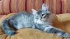 Dodatkowe zdjęcia: Kocięta syberyjskie ze żłobka