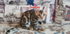 Zdjęcie №1. kot bengalski - na sprzedaż w Kirov | 1240zł | Zapowiedź № 9786