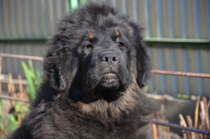 Zdjęcie №4. Sprzedam mastif tybetański w Kijów. hodowca - cena - 4171zł
