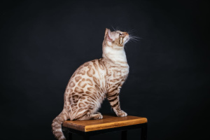 Zdjęcie №1. kot bengalski - na sprzedaż w Krasnojarsk | Negocjowane | Zapowiedź № 4803
