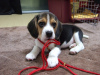 Zdjęcie №1. beagle (rasa psa) - na sprzedaż w Валлетта | 1674zł | Zapowiedź №58300