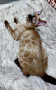 Zdjęcie №2 do zapowiedźy № 39989 na sprzedaż  kot bengalski - wkupić się Uzbekistan hodowca